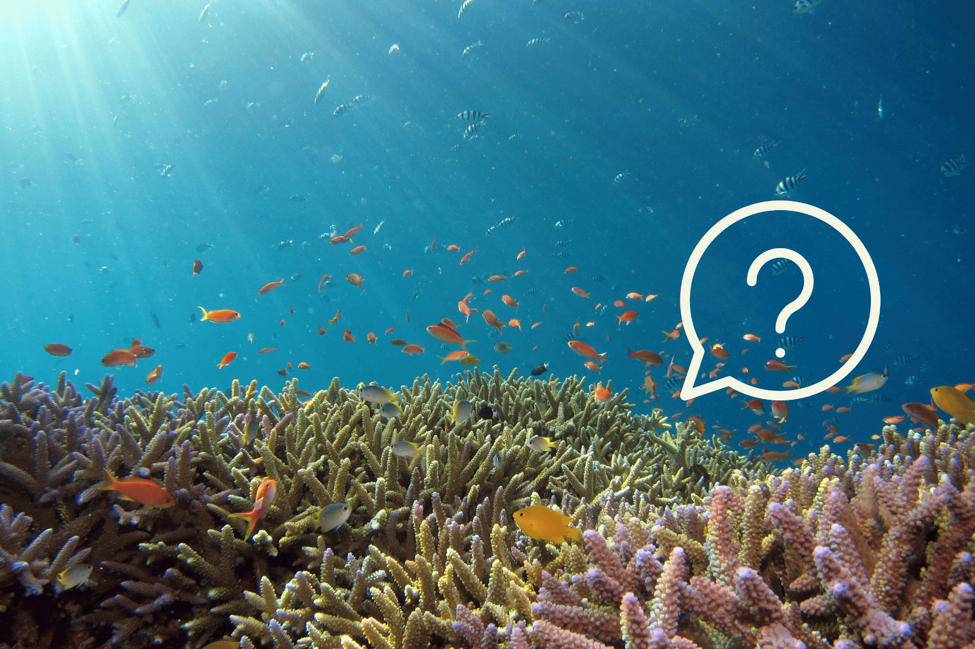 Picture for category Pogosta vprašanja o potapljanju